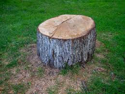 Reliable Santa Fe, NM Tree Care Solutions