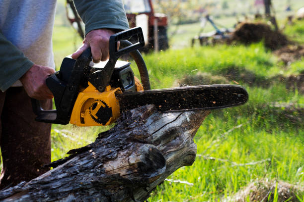 How Our Tree Care Process Works  in  Santa Fe, NM