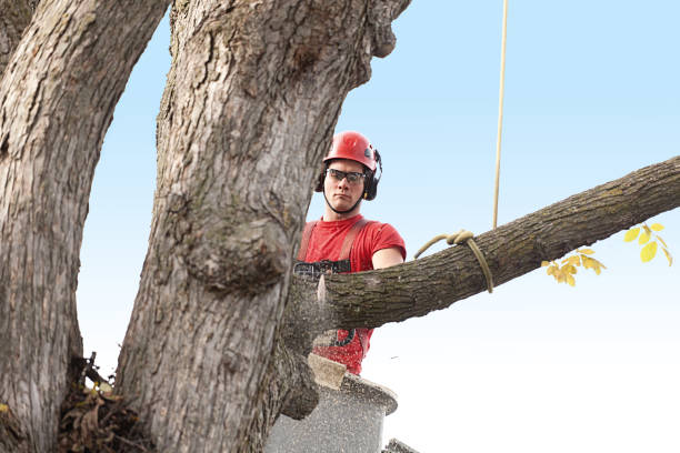 Best Tree Preservation Services  in Santa Fe, NM